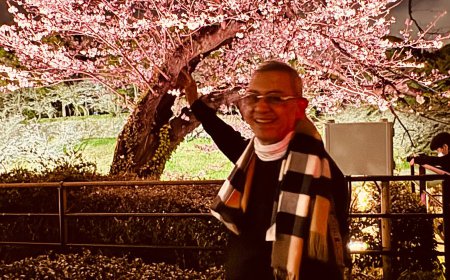 Cherry Blossom Illumination