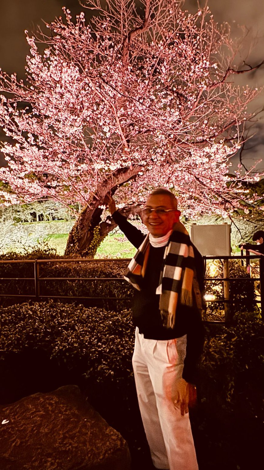 Cherry Blossom Illumination