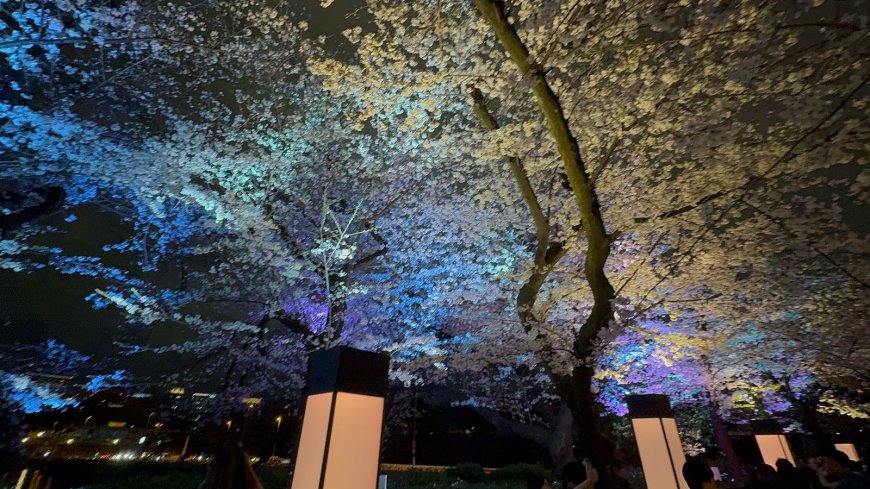 Cherry Blossom Illumination