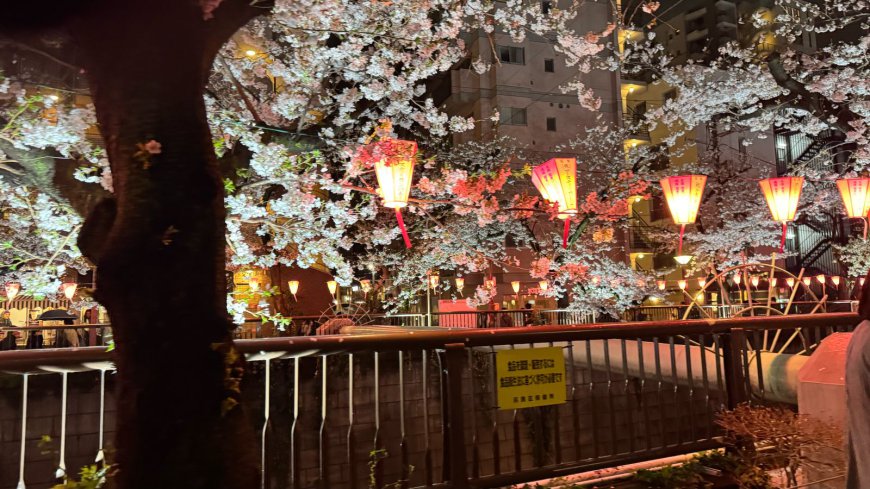 Cherry Blossom Illumination