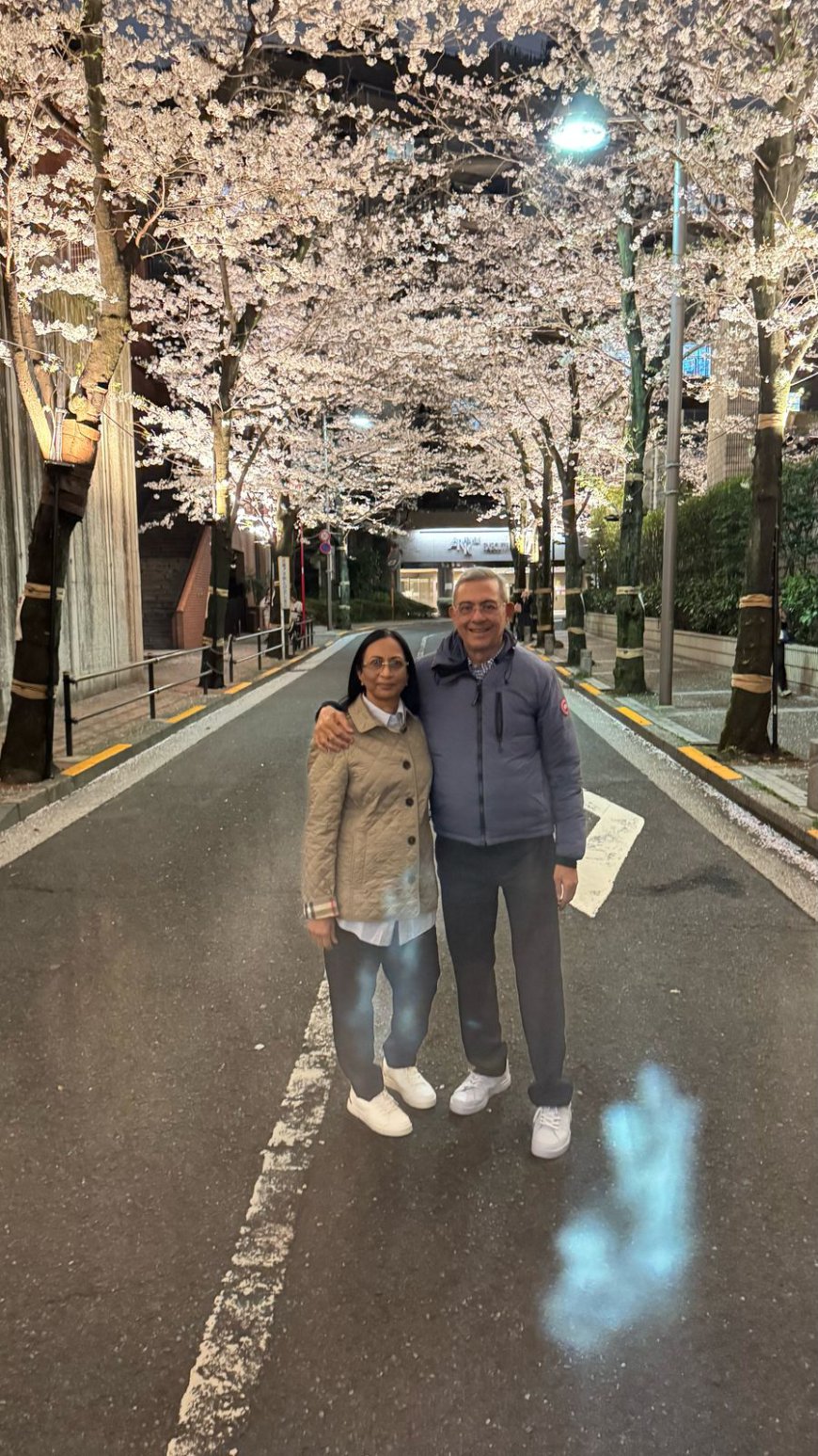 Cherry Blossom Illumination