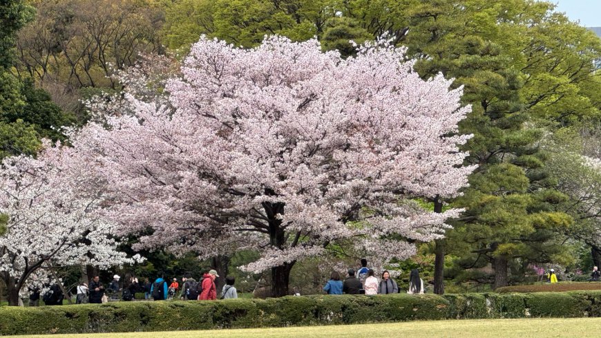 Tokyo: March 30th – A Magical Evening Under the Blossoms and Above the Skyline