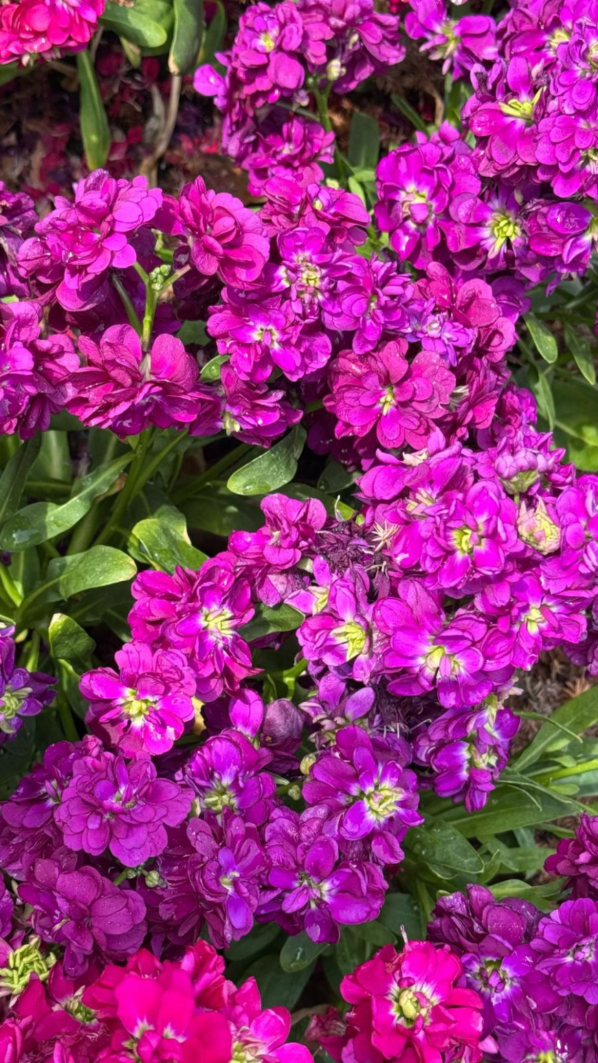 Tokyo: March 30th – A Magical Evening Under the Blossoms and Above the Skyline