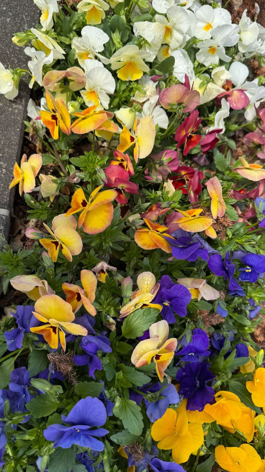 Tokyo: March 30th – A Magical Evening Under the Blossoms and Above the Skyline