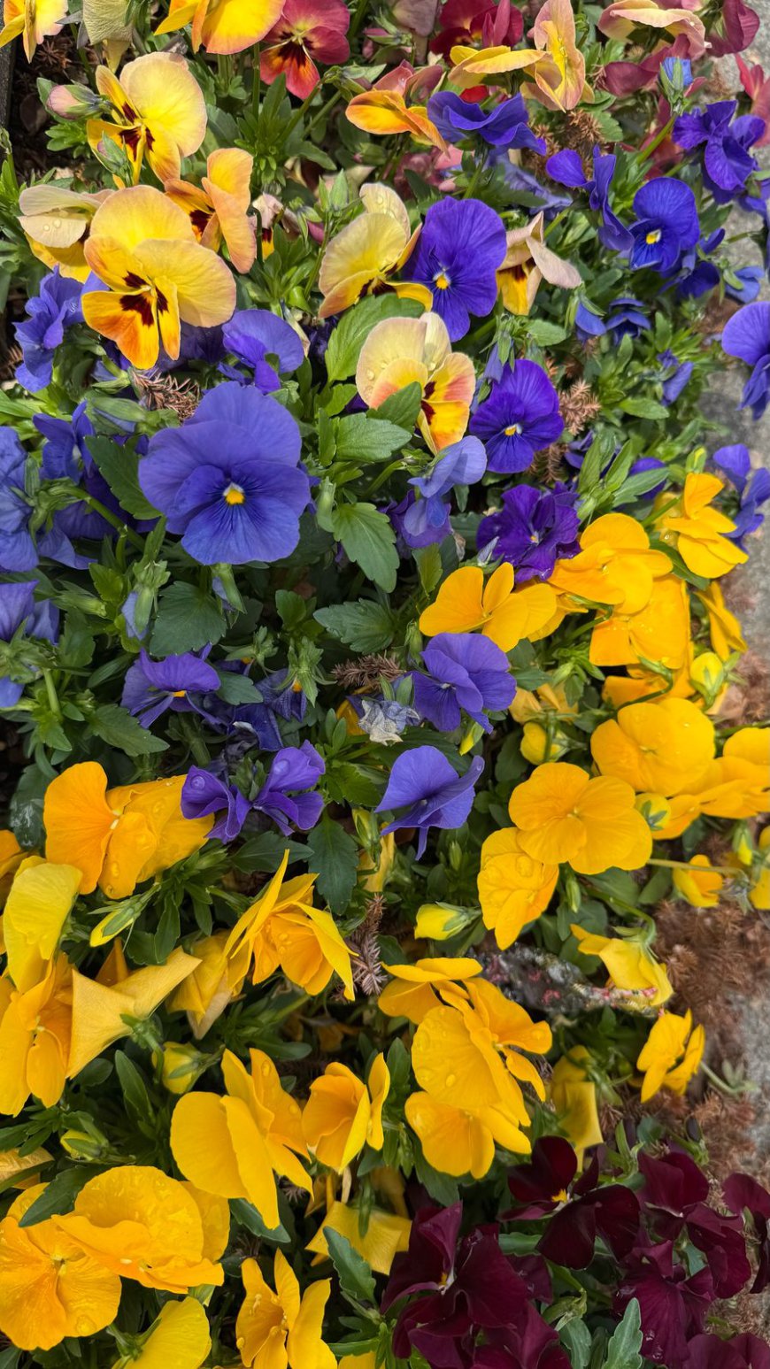 Tokyo: March 30th – A Magical Evening Under the Blossoms and Above the Skyline