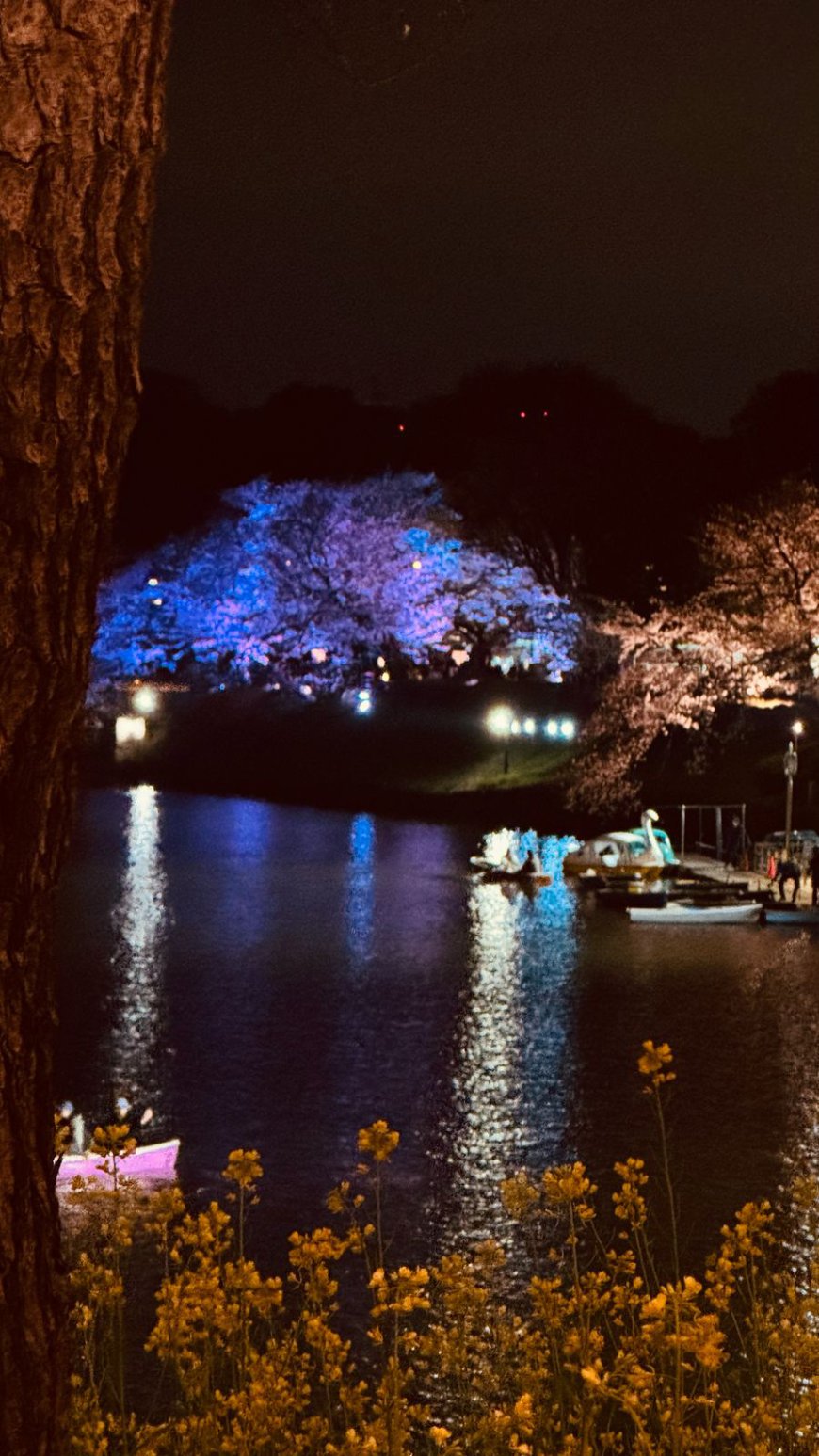 Tokyo: March 30th – A Magical Evening Under the Blossoms and Above the Skyline