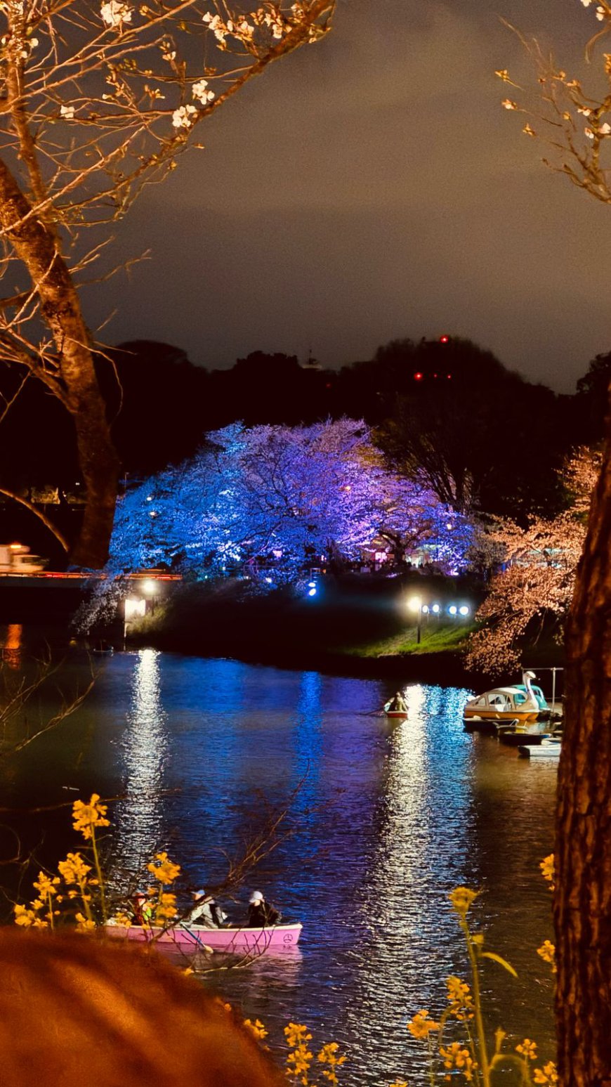 Tokyo: March 30th – A Magical Evening Under the Blossoms and Above the Skyline