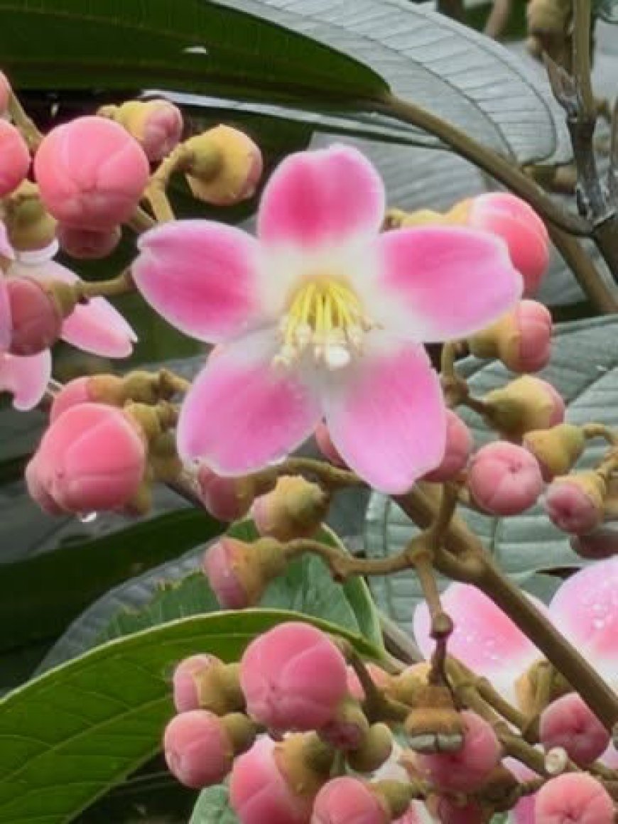 Mashpi Cloud Forest — Two Days of Nature, Adventure, and Gratitude